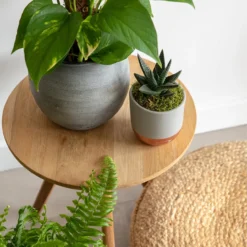 The Little Botanical Medium Aloe Succulent House Plant -Garden Decoration Shop 07 JT 151 1000x1000 22733.1675161438