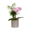 The Little Botanical Jungle Orchid House Plant -Garden Decoration Shop 10 JT 192 scaled 90007.1675161165