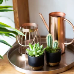 The Little Botanical Mini Miranda House Plant -Garden Decoration Shop 13 JT 003 64865.1674731293