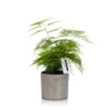 The Little Botanical Asparagus Fern House Plant 1 The Little Botanical Asparagus Fern House Plant -Garden Decoration Shop 21 JT 020 1000x1000 600x600 76252.1676385605
