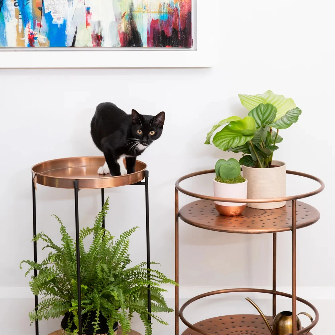 The Little Botanical Hoya Kerrii Double Pink House Plant 4 The Little Botanical Hoya Kerrii Double Pink House Plant - Image 2