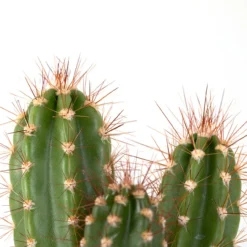 Garden Decoration Shop -Garden Decoration Shop 26 JT 016 1000px 50058.1675165786