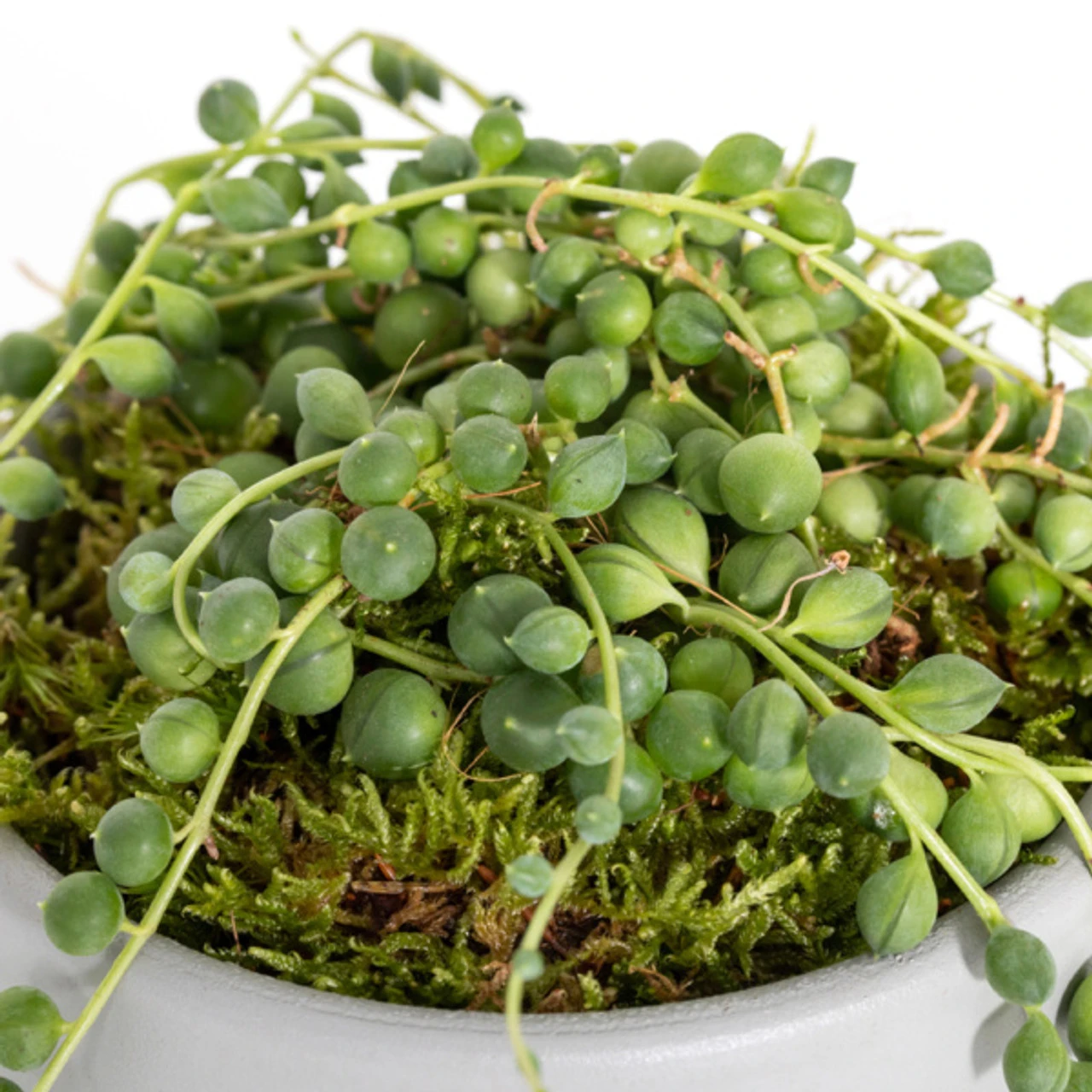 The Little Botanical String Of Pearl House Plant 4 The Little Botanical String Of Pearl House Plant - Image 2