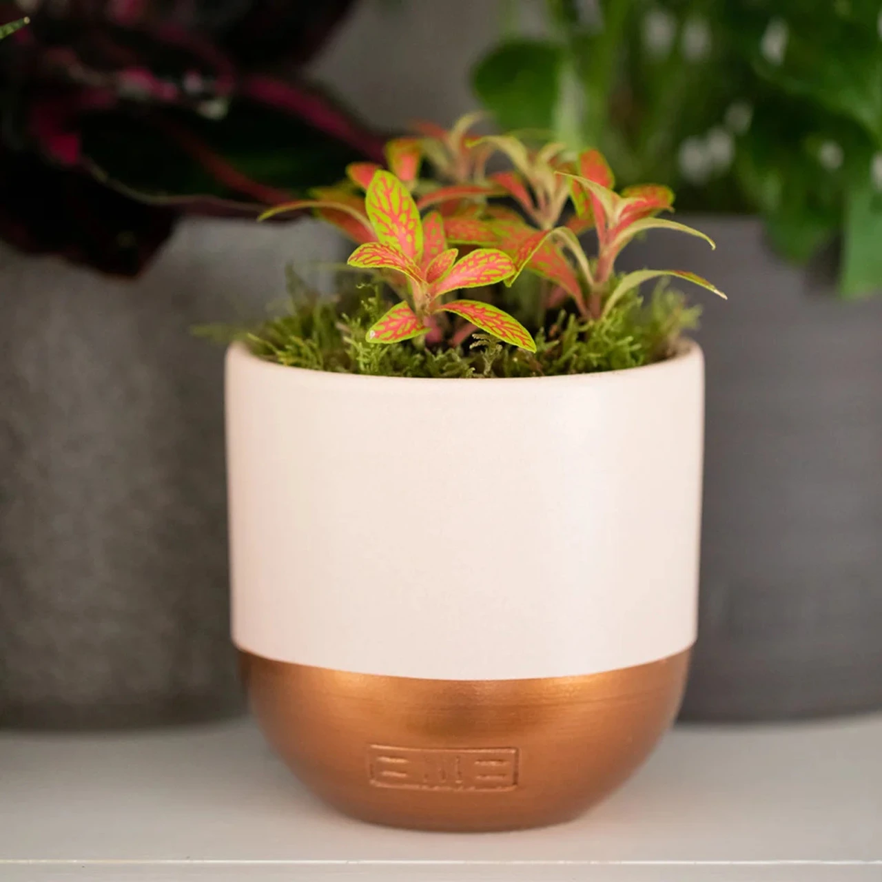 The Little Botanical Medium Fittonia Glazed House Plant 4 The Little Botanical Medium Fittonia Glazed House Plant - Image 2