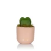 The Little Botanical Hoya Kerrii Double Pink House Plant -Garden Decoration Shop 33 JT 390 1000x1000 76683.1675171013