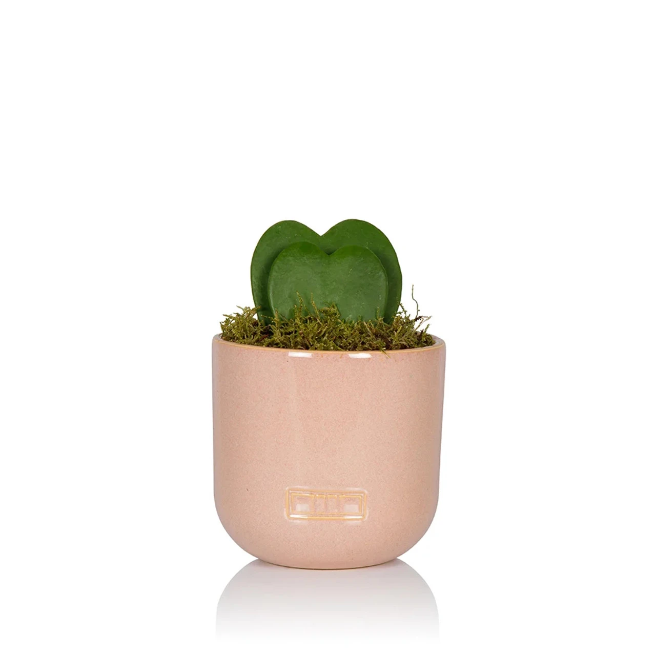 The Little Botanical Hoya Kerrii Double Pink House Plant 3 The Little Botanical Hoya Kerrii Double Pink House Plant