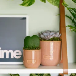 The Little Botanical Hoya Kerrii Single Pink House Plant -Garden Decoration Shop 34 JT 027 1000x1000 99169.1675166549