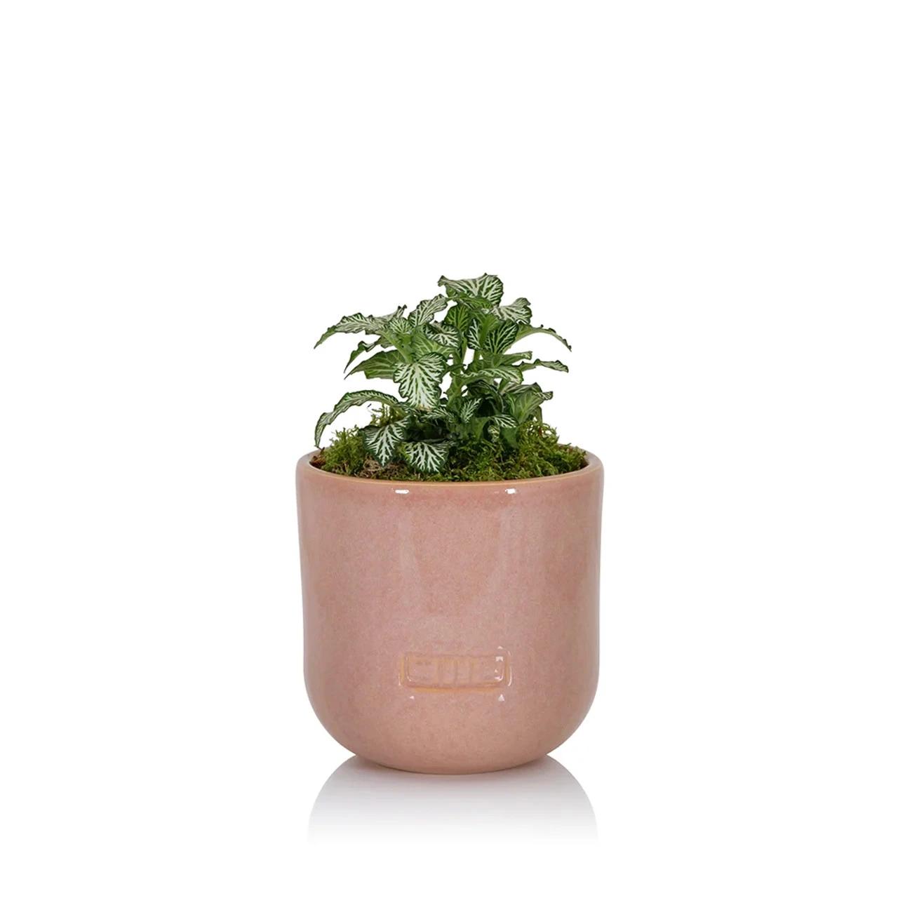 The Little Botanical Medium Fittonia Glazed House Plant 3 The Little Botanical Medium Fittonia Glazed House Plant