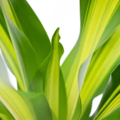 The Little Botanical Big Dracaena House Plant 5 The Little Botanical Big Dracaena House Plant -Garden Decoration Shop JT22 029 1000x1000 54987.1675162852