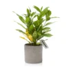 The Little Botanical Croton Aucubifolia House Plant -Garden Decoration Shop JT22 078 1000x1000 28934.1675161214