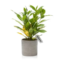 The Little Botanical Croton Aucubifolia House Plant