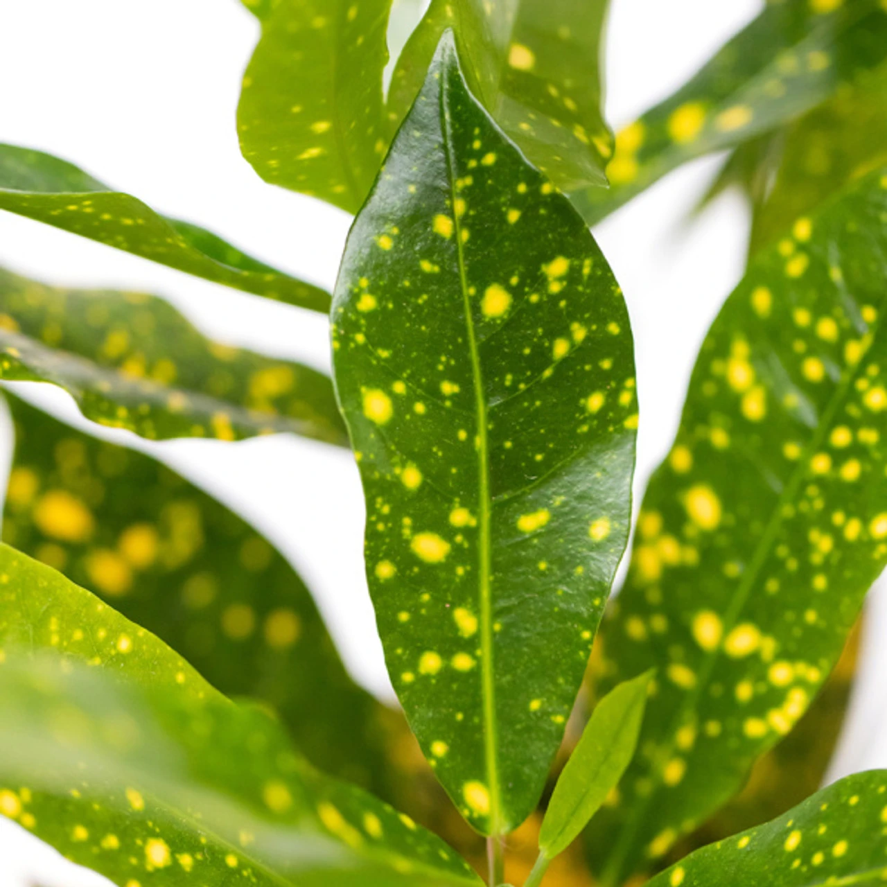 The Little Botanical Croton Aucubifolia House Plant 4 The Little Botanical Croton Aucubifolia House Plant - Image 2