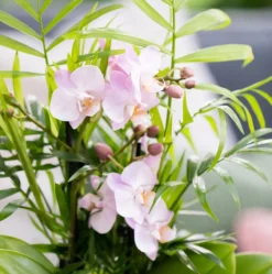 The Little Botanical Jungle Orchid House Plant -Garden Decoration Shop JT22 213 1000x1000 74920.1675161164