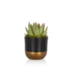 The Little Botanical Mini Miranda House Plant -Garden Decoration Shop PHOBIA0471 03234.1675165240