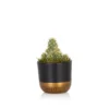 The Little Botanical Mini Cactus House Plant -Garden Decoration Shop PHOBIA0472 44022.1675165787