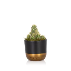 Garden Decoration Shop 31 The Little Botanical Mini Cactus House Plant