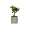 The Little Botanical Ficus Ginseng House Plant -Garden Decoration Shop PHOBIA0486 34788.1674737121