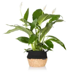 The Little Botanical Big Peace Lily House Plant