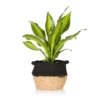 The Little Botanical Big Dracaena House Plant -Garden Decoration Shop PHOBIA0492 87654.1675164523