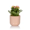 The Little Botanical Mini Pink Kalanchoe House Plant 2 The Little Botanical Mini Pink Kalanchoe House Plant -Garden Decoration Shop PHOBIA0634 27732.1675171975