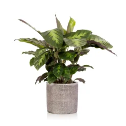 The Little Botanical Calathea House Plant