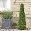Boxwood Obelisk - 90cm 2 Boxwood Obelisk - 90cm -Garden Decoration Shop gagtop0043 boxwood 05370.1665133279